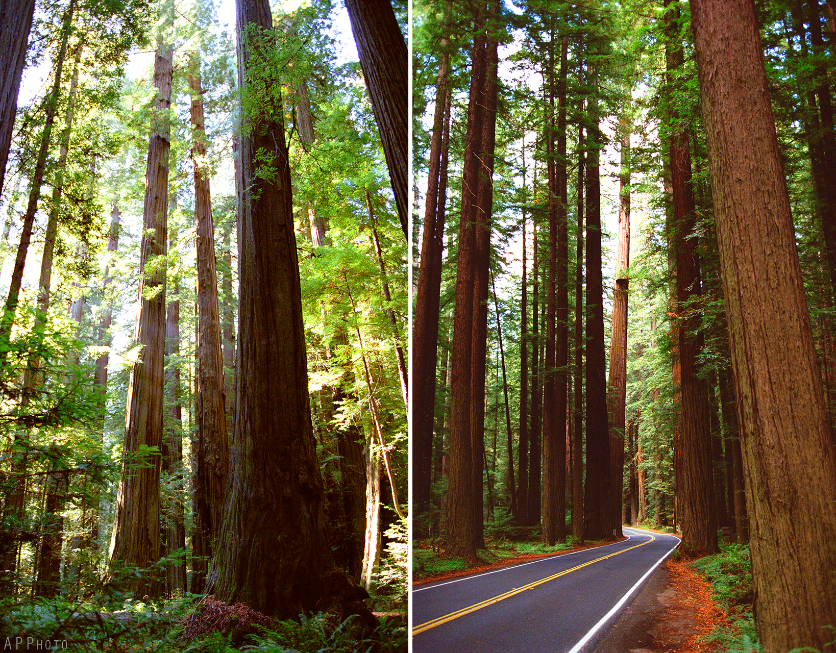 redwood national